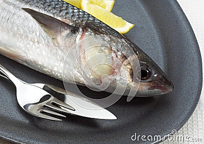 Mullet, chelon labrosus, Fresh Fish with Lemon on Plate 064967 Gerard LACZ Images Stock Photo