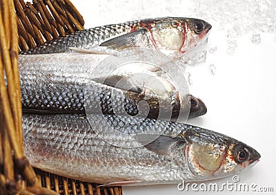 Mullet, chelon labrosus, Fresh Fishes on Ice Stock Photo