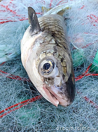 Mullet fish Stock Photo