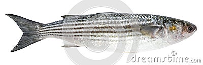Mullet isolated on white background. Fish striped mullet Stock Photo