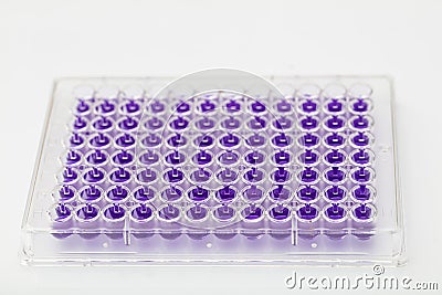 Multi channel pipette loading biological samples in microplate for test in the laboratory / Multichannel pipette load samples in Stock Photo