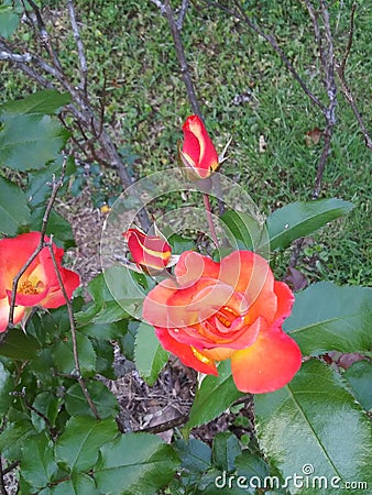 Multi-color rose bush Stock Photo