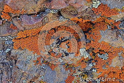 Multi color and types Crustose Lichen organism that arises from algae or cyanobacteria and from fungi on a boulder in the Oquirr Stock Photo