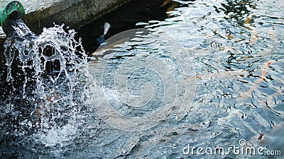 Multi-colored, artificially bred trout, white, blue in a pond on a trout farm. Stock Photo