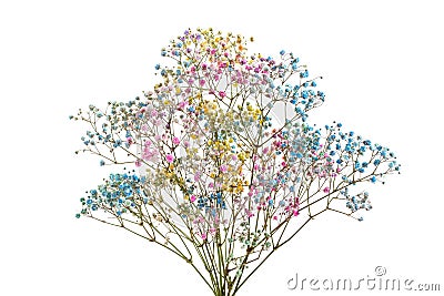 Multi-colored gypsophila flowers isolated on white background Stock Photo