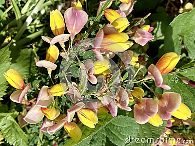 Colorful Broom Flowers Stock Photo