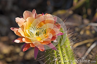 Multi-Colored Cactus Bloom Stock Photo