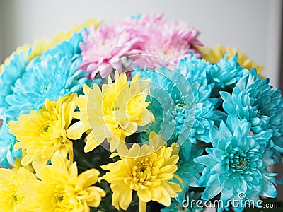 Multi-colored chrysanthemums. Motley rainbow bouquet. Blue, yellow, white, pink flowers. Flower background Stock Photo