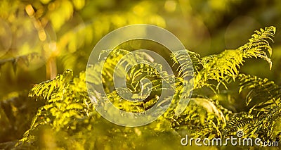 multi-colored ferns growing in the Landes forest Stock Photo