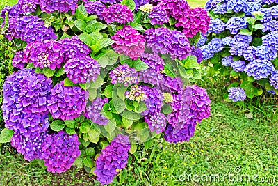 Multi-colored hydrangea, large flowers Stock Photo