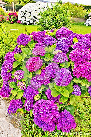 Multi-colored hydrangea, large flowers Stock Photo