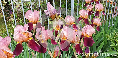 Multi-colored iris flowers bloom near the fence in the yard. Stock Photo