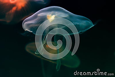Multi-colored jellyfish close-up in water. Light blue jellyfish in the foreground. Blurred dark blue ocean background. Stock Photo