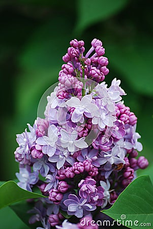 Multi-colored lilac bunch on a bush in Lilacia Park, Lisle, Illinois. Stock Photo