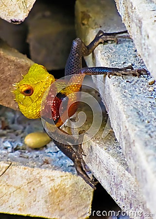 Multi-colored lizard in Sri Lanka Stock Photo