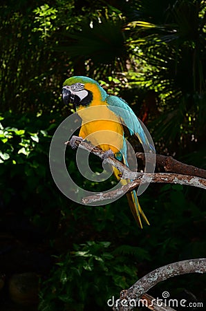 Multi-Colored Macaw on branch Stock Photo