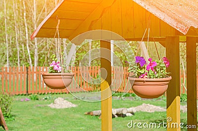 Multi-colored petunias in pots. The original decoration for the well Stock Photo