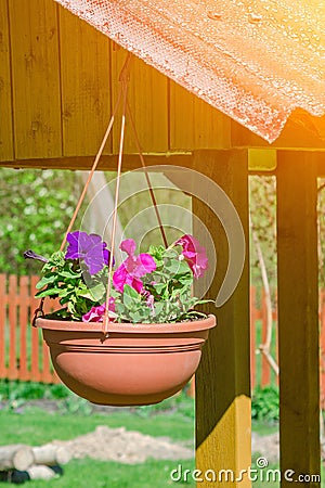Multi-colored petunias in pots. The original decoration for the well Stock Photo