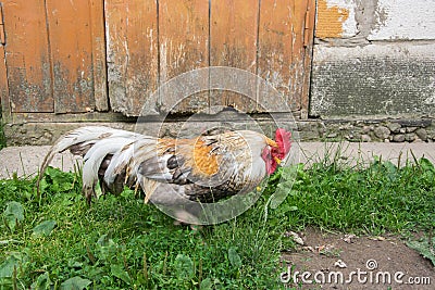 Multi-colored rooster looking for food in the grass near an old barn Stock Photo