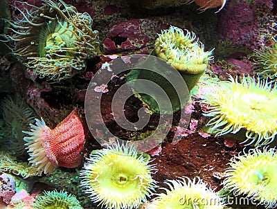 Multi-Colored Sea Anemones Stock Photo