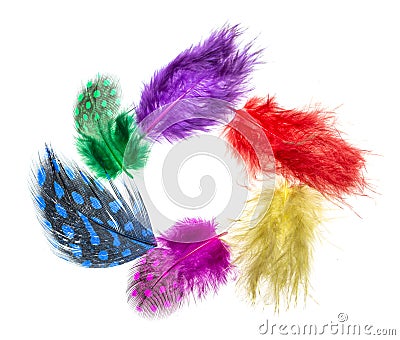 Multi-colored small feathers on a white background Stock Photo