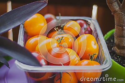 Multi-colored tomatoes homemade tomatoes in a plastic container sprit Stock Photo