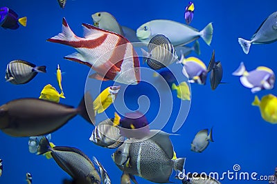 Multi-colored tropical fish on the background of reefs and corals Stock Photo