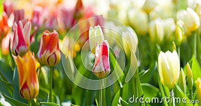 Multi-colored tulips Stock Photo