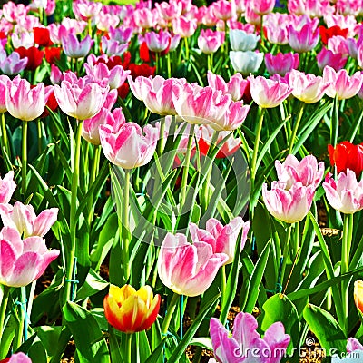 Multi-colored tulips in a park Stock Photo