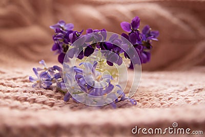 Multi-colored violets in a glass vase on a pink background Stock Photo