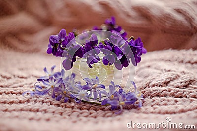 Multi-colored violets in a glass vase on a pink background Stock Photo