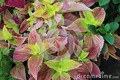 Multi coloured Coleus pink and yellow green Stock Photo