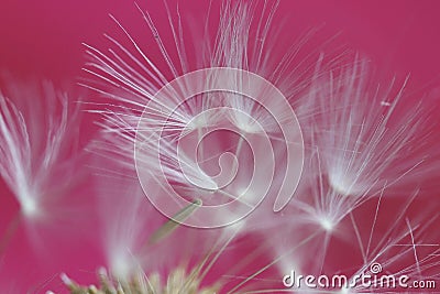 Dandelion clocks heads background images Stock Photo