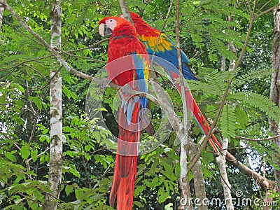 Multi coloured tropical park Stock Photo