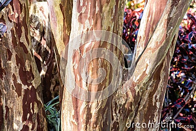 Multi olored tree bark Stock Photo