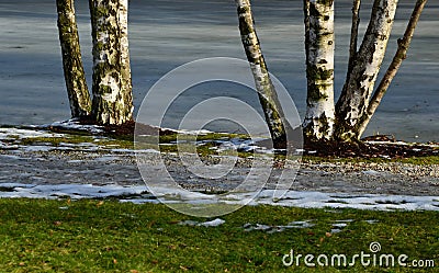 Multi-stemmed birch trees. they grow in a lawn mulched by bark. in the background is a frozen pond Stock Photo