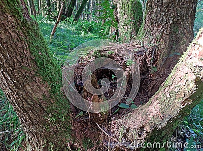 Multi-stemmed tree with holllow trunk as hideout for animals Stock Photo