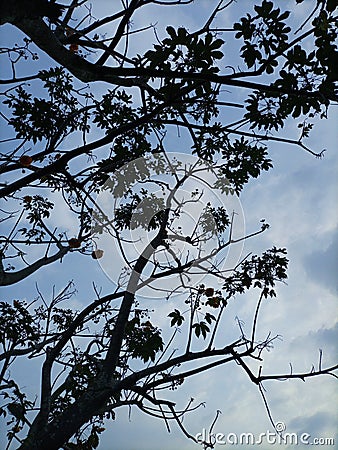 multi-stemmed tree seen from below Stock Photo