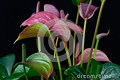 Multicolor anthurium flamingo flower Stock Photo