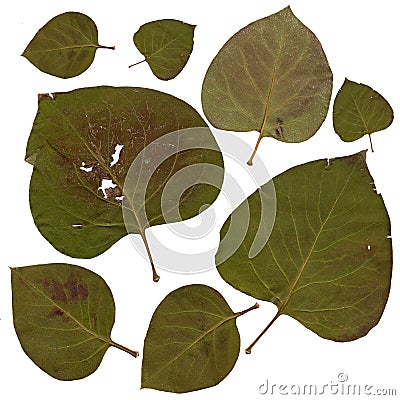 Multicolor dry lilac worn crumpled green leaves Stock Photo