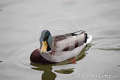 Multicolor duck swimming in the lake. Autumn colors. Grey water Stock Photo
