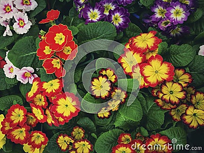 Multicolor English Primrose Primula vulgaris is one of the first flowers to blossom in spring . Stock Photo