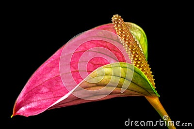 Multicolor flamingo flower Stock Photo