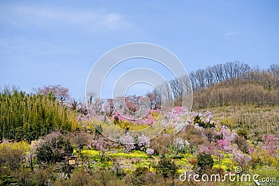 Multicolor flowering trees covering the hillside,Hanamiyama Park,Fukushima,Tohoku,Japan. Stock Photo