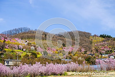 Multicolor flowering trees covering the hillside,Hanamiyama Park,Fukushima,Tohoku,Japan. Stock Photo