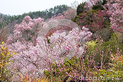 Multicolor flowering trees covering the hillside,Hanamiyama Park,Fukushima,Tohoku,Japan. Stock Photo