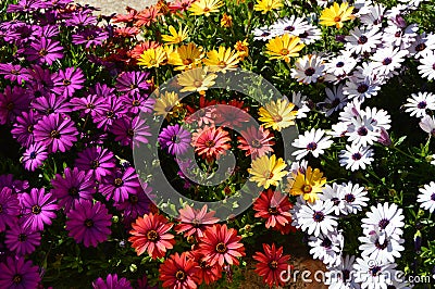 Multicolor rainbow Osteospermum daisy flower bed field Stock Photo