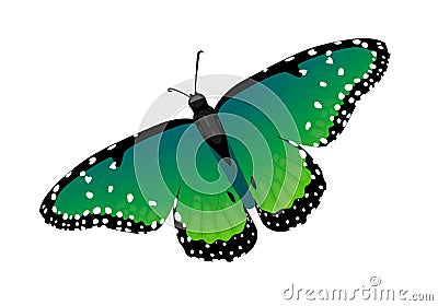 Multicolor realistic isolated butterfly Vector Illustration
