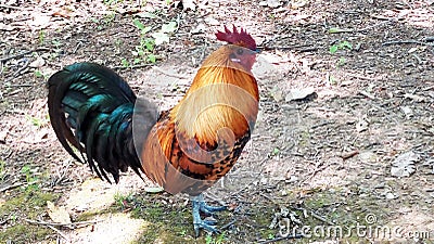 Multicolor rooster roaming freely outside Stock Photo