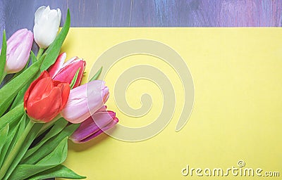 Multicolor tulips on a blank paper sheet Stock Photo